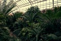 Tropical path with green tropical plants, palms and catuses at famous botanical garden in Munich Royalty Free Stock Photo