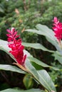 Tropical Patio Plants. Red Ginger. Alpinia purpurata