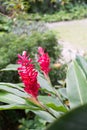 Tropical Patio Plants. Red Ginger. Alpinia purpurata