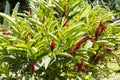 Tropical Patio Plants. Red Ginger. alpinia purpurata in Martinique