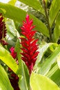 Tropical Patio Plants. Red Ginger. alpinia purpurata in Martinique