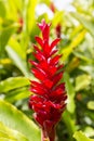 Tropical Patio Plants. Red Ginger. alpinia purpurata in Martinique