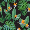 Tropical pattern with bird of paradise flowers. Vector seamless texture. Royalty Free Stock Photo
