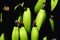 Tropical pattern bunch green bananas close up black background