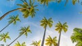 Tropical pattern with palm trees and blue sky for tropical beach background Royalty Free Stock Photo