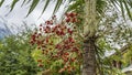 Tropical peach palm Bactris gasipaes.