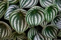 Tropical `Peperomia Argyreia` or `watermelon Peperomia` plant with round silvery green leaves background