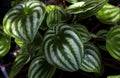 Tropical \'Peperomia Argyreia\' or \'watermelon Peperomia\' plant with round silvery green leaves background