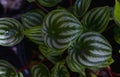 Tropical \'Peperomia Argyreia\' or \'watermelon Peperomia\' plant with round silvery green leaves background