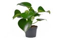 Tropical `Peperomia Polybotrya` houseplant with thick heart shaped leaves in flower pot on white background