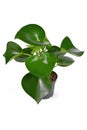 Tropical `Peperomia Polybotrya` houseplant with thick heart shaped leaves in flower pot on white background