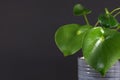 Tropical `Peperomia Polybotrya Radiator Plant` house plant with thick heart-shaped leaves in gray flower pot Royalty Free Stock Photo