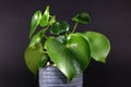 Tropical `Peperomia Polybotrya Radiator Plant` house plant with thick heart-shaped leaves in gray flower pot