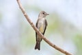 A Tropical Pewee perched on a branch