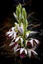 Beautiful flowering phaius tankervilleae, the nunÃ¢â¬â¢s hood orchids Royalty Free Stock Photo