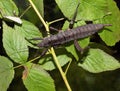 Tropical phasmatodea Eurycantha calcarata