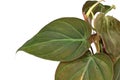 Tropical `Philodendron Hederaceum Micans` house plant with close up of heart shaped leaf on white background