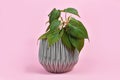 Tropical `Philodendron Hederaceum Micans` house plant with heart shaped leaves with velvet texture on pink background