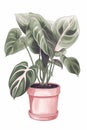 Tropical Philodendron houseplant drawing.