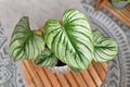 Tropical 'Philodendron Mamei' houseplant with silver pattern in flower pot Royalty Free Stock Photo