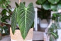 Tropical \'Philodendron Melanochrysum\' houseplant with long velvet leaves in flower pot