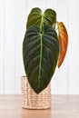 Tropical 'Philodendron Melanochrysum' houseplant with long velvet leaves