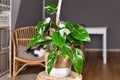 Tropical `Philodendron White Princess` houseplant with white variegation with spots in basket on table