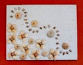 The Tropical photo frame with seashells background