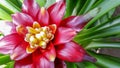 Tropical Pineapple flower plant Royalty Free Stock Photo