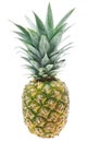 Tropical pineapple isolated Royalty Free Stock Photo
