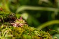 Tropical pinguicula tina predatory plant on the edge of a cliff. Sticky sweet leaves trap insects Royalty Free Stock Photo