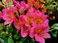 Tropical pink Alstroemeria or lilly of the Peru Royalty Free Stock Photo