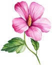 Tropical pink flower, hibiscus. Mallow watercolor illustration, botanical painting hand drawing.