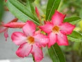 Tropical pink flowers after the rain Royalty Free Stock Photo