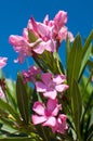 Tropical pink flowers on the street, Cyprus flowers, selective focus Royalty Free Stock Photo