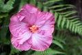 Tropical pink hibiscus flower against a background of lush green ferns Royalty Free Stock Photo