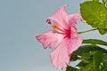 Tropical, pink, hibiscus flower, in full bloom, with green leaves, Royalty Free Stock Photo