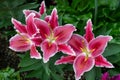 Tropical pink lily flowers Royalty Free Stock Photo