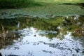 Tropical Pink Lotuses in Wetland Pond Royalty Free Stock Photo