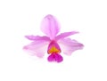 Tropical pink orchid over white background Royalty Free Stock Photo