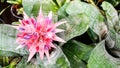 Tropical pink pineapple flower plants Royalty Free Stock Photo