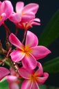 Tropical pink plumeria