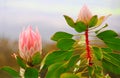 Tropical Pink Protea Flower Royalty Free Stock Photo