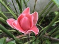 Tropical pink torch ginger Etlingera elatior Royalty Free Stock Photo