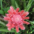 Tropical pink torch ginger Etlingera elatior Royalty Free Stock Photo