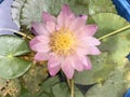 Tropical pink water lily Royalty Free Stock Photo
