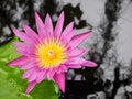 Tropical pink water lily and water ripple in a pond Royalty Free Stock Photo