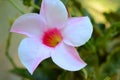 Tropical Pink and White Hibiscus Flower in Full Bloom Royalty Free Stock Photo