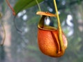 Tropical pitcher plant Royalty Free Stock Photo