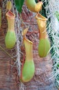 Tropical Pitcher Plant Royalty Free Stock Photo